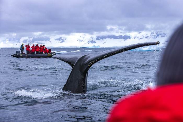 Poseidon Expeditions Sea Spirit Conservation whale ©Piet Van Den Bemd